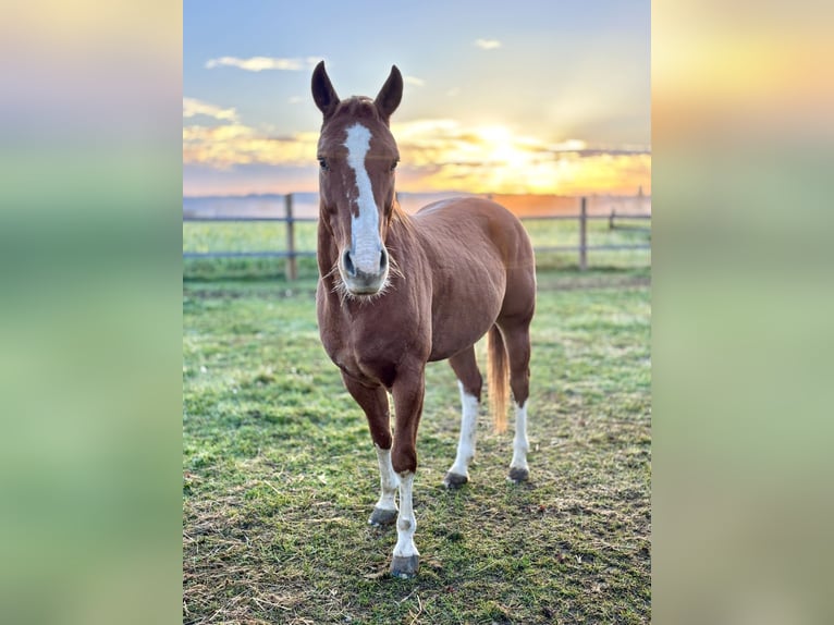 American Quarter Horse Wallach 14 Jahre 155 cm Fuchs in Horn