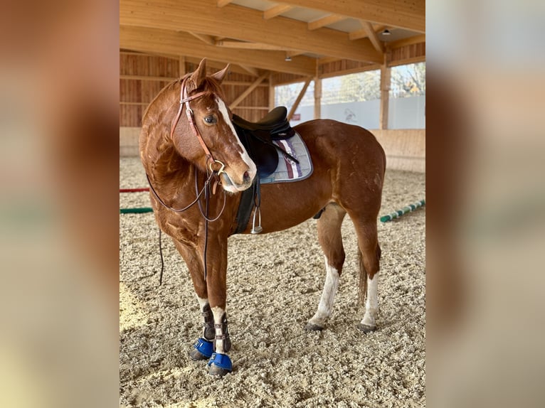 American Quarter Horse Wallach 14 Jahre 155 cm Fuchs in Horn
