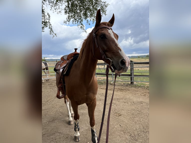 American Quarter Horse Wallach 14 Jahre 155 cm Fuchs in Horn