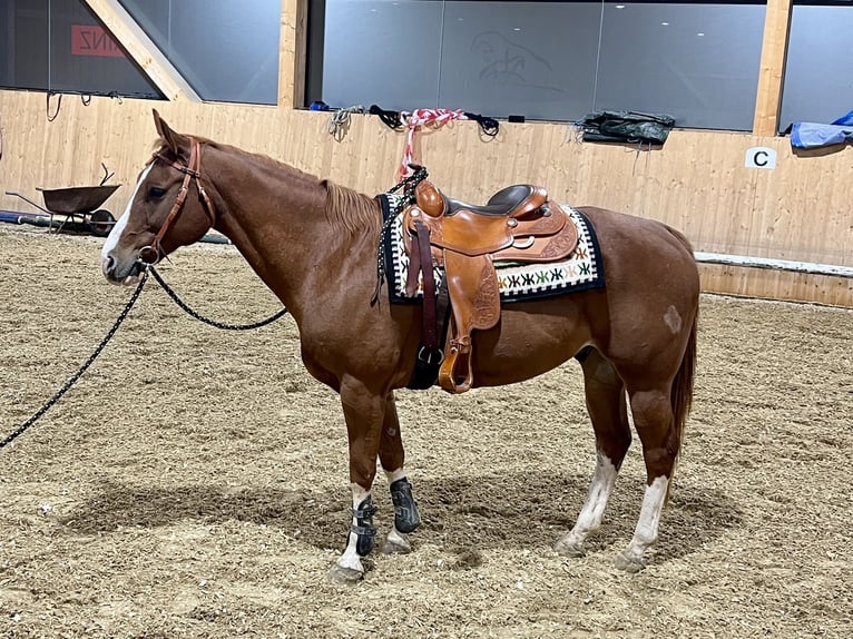 American Quarter Horse Wallach 14 Jahre 155 cm Fuchs in Horn