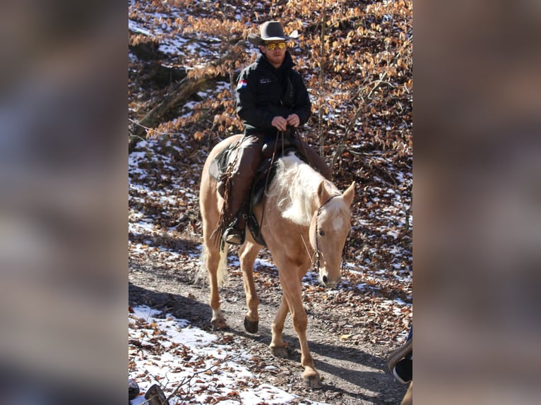 American Quarter Horse Wallach 14 Jahre 155 cm Palomino in Borden