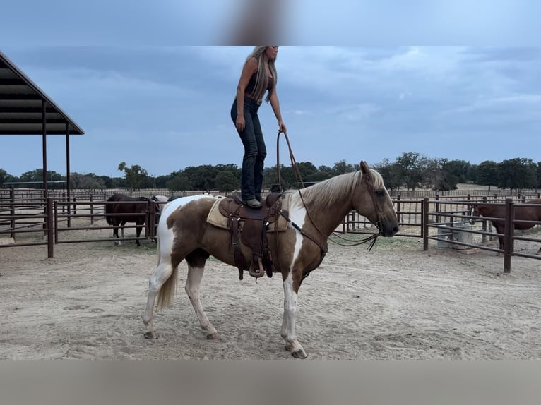 American Quarter Horse Wallach 14 Jahre 155 cm Palomino in Weatherford, TX