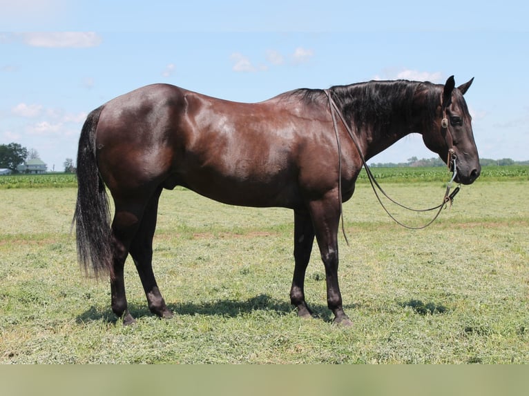 American Quarter Horse Wallach 14 Jahre 155 cm Rappe in Fairbanks ia