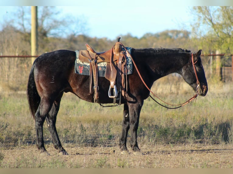 American Quarter Horse Wallach 14 Jahre 155 cm Roan-Bay in Stephenville TX