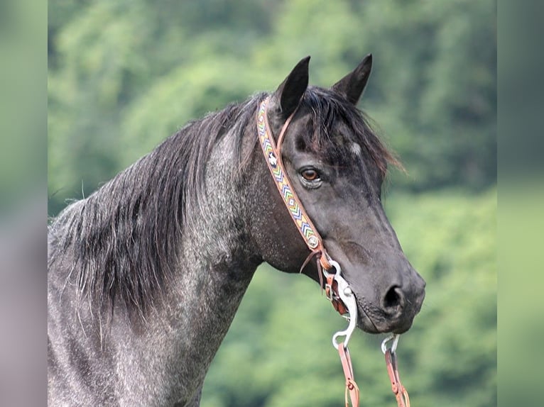 American Quarter Horse Wallach 14 Jahre 155 cm Roan-Blue in sOMERSET ky