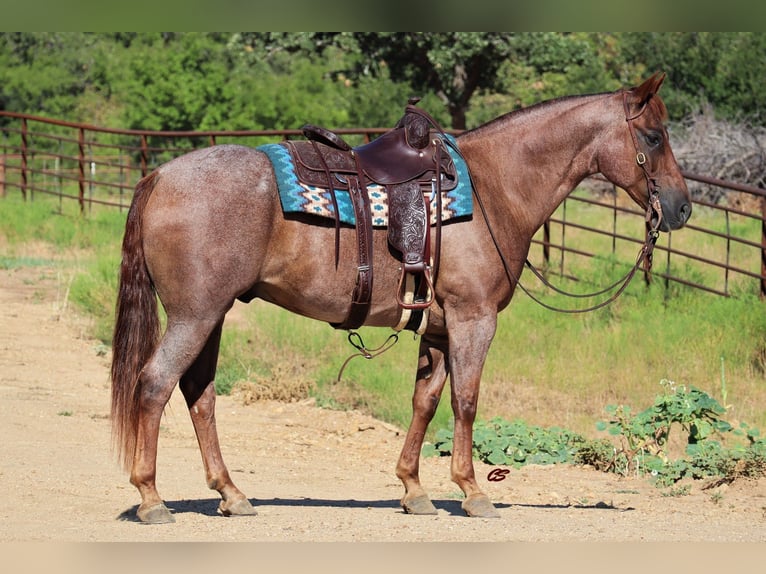 American Quarter Horse Wallach 14 Jahre 155 cm Roan-Red in Graham TX