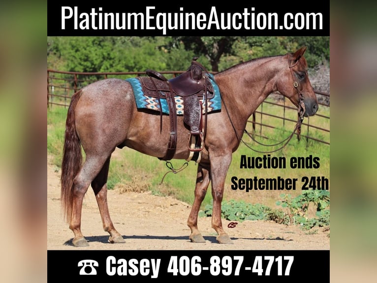 American Quarter Horse Wallach 14 Jahre 155 cm Roan-Red in Graham TX