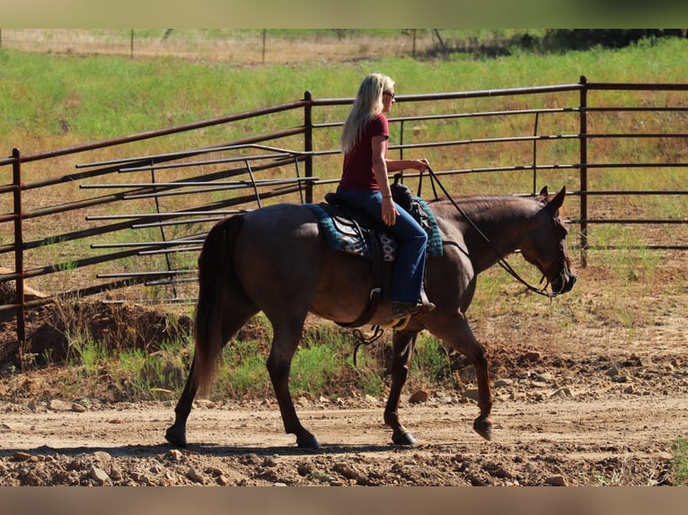 American Quarter Horse Wallach 14 Jahre 155 cm Roan-Red in Graham TX