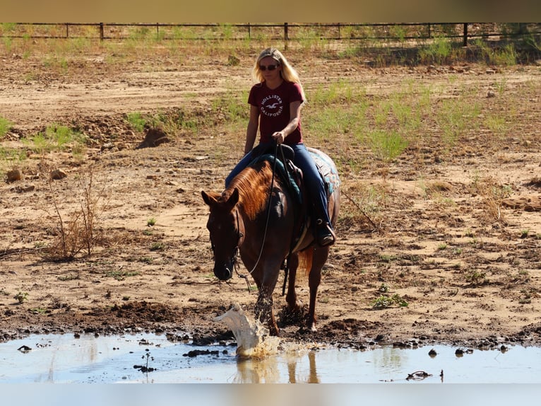 American Quarter Horse Wallach 14 Jahre 155 cm Roan-Red in Graham TX