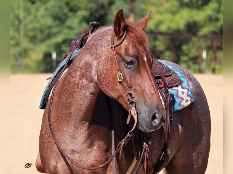 American Quarter Horse Wallach 14 Jahre 155 cm Roan-Red in Graham TX