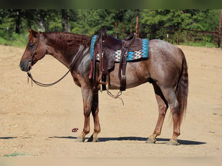 American Quarter Horse Wallach 14 Jahre 155 cm Roan-Red in Graham TX