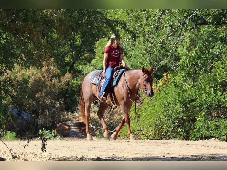 American Quarter Horse Wallach 14 Jahre 155 cm Roan-Red in Graham TX