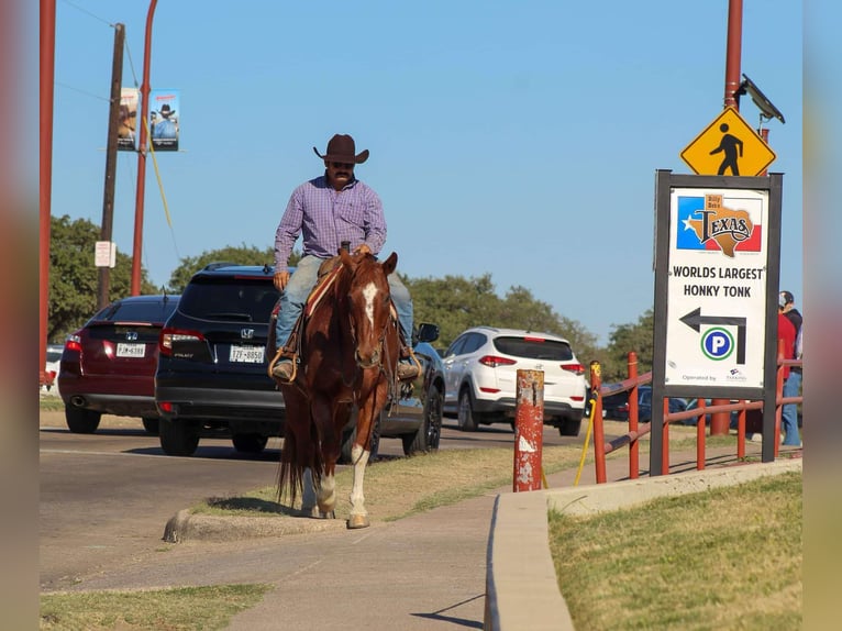 American Quarter Horse Wallach 14 Jahre 155 cm Roan-Red in Stephenville TX