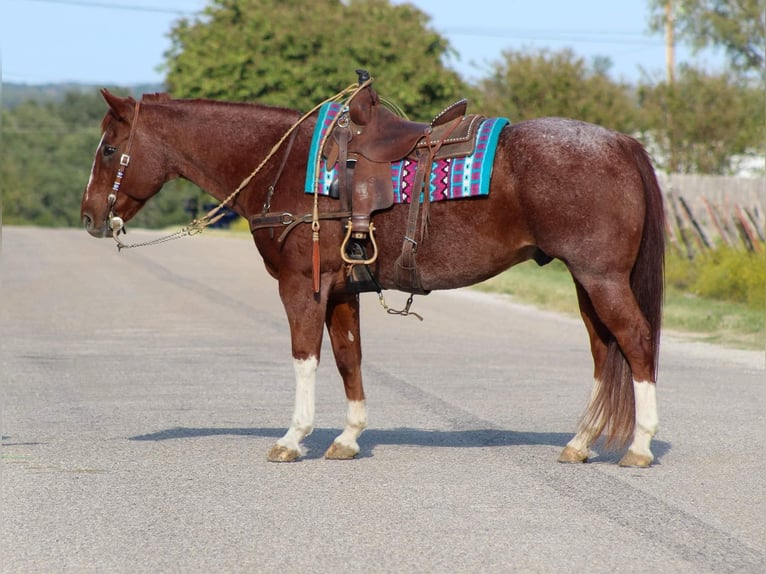 American Quarter Horse Wallach 14 Jahre 155 cm Roan-Red in Stephenville TX