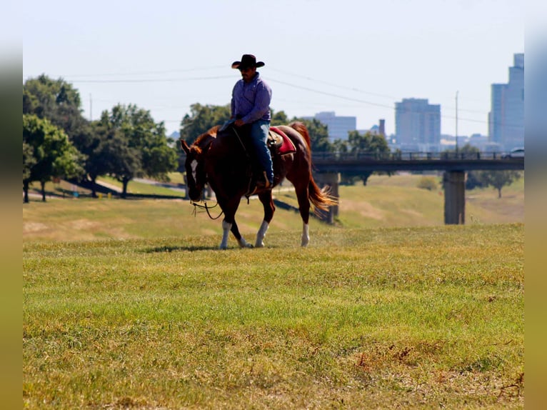 American Quarter Horse Wallach 14 Jahre 155 cm Roan-Red in Stephenville TX