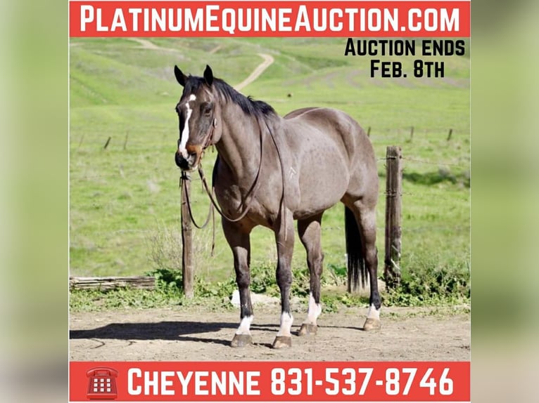 American Quarter Horse Wallach 14 Jahre 155 cm Rotbrauner in Bitterwater CA