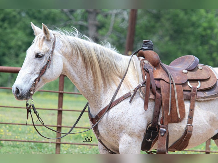 American Quarter Horse Wallach 14 Jahre 155 cm Schimmel in Pollok