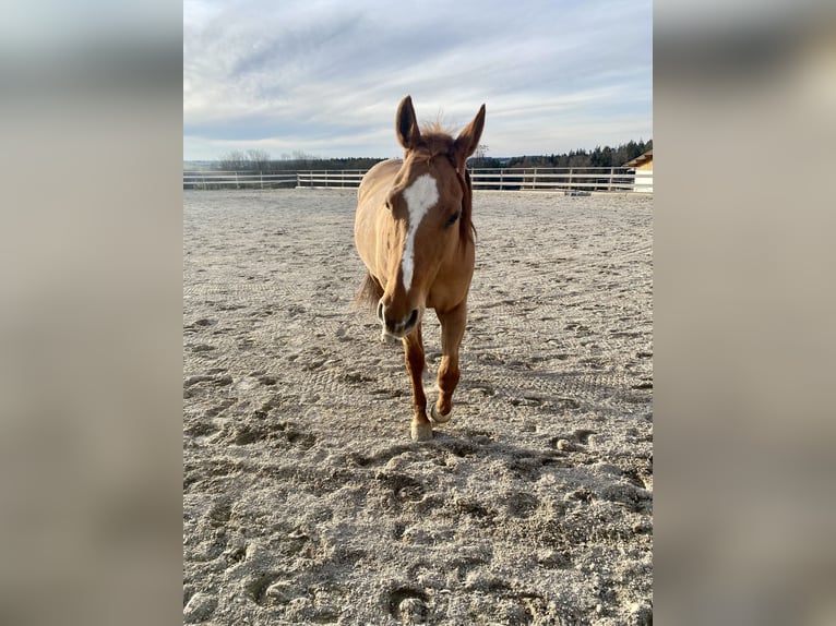 American Quarter Horse Wallach 14 Jahre 156 cm Red Dun in Eggstätt