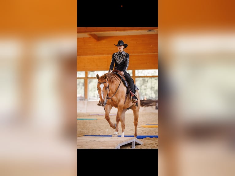 American Quarter Horse Wallach 14 Jahre 156 cm Red Dun in Eggstätt