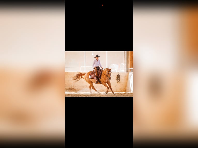 American Quarter Horse Wallach 14 Jahre 156 cm Red Dun in Eggstätt