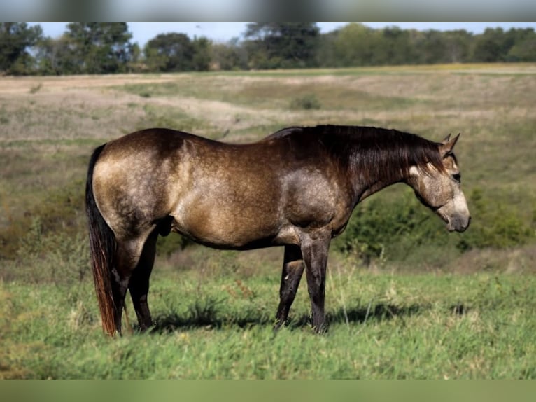 American Quarter Horse Wallach 14 Jahre 157 cm Buckskin in Plano