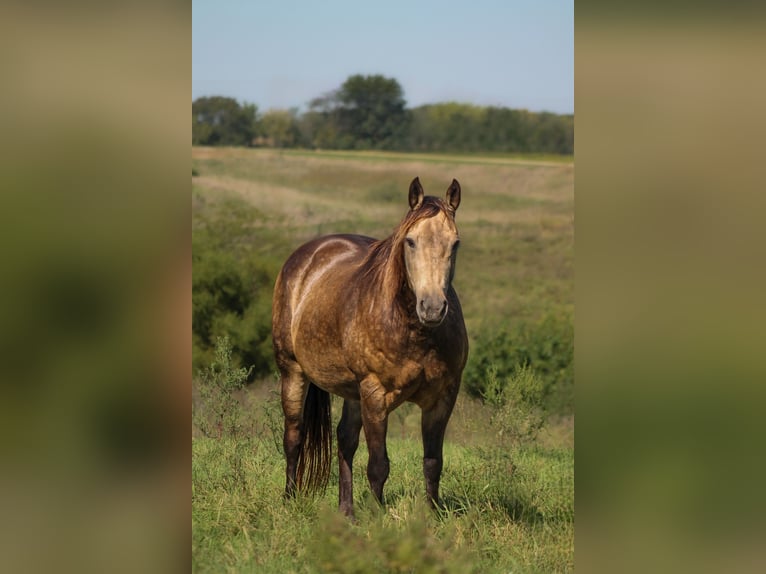 American Quarter Horse Wallach 14 Jahre 157 cm Buckskin in Plano