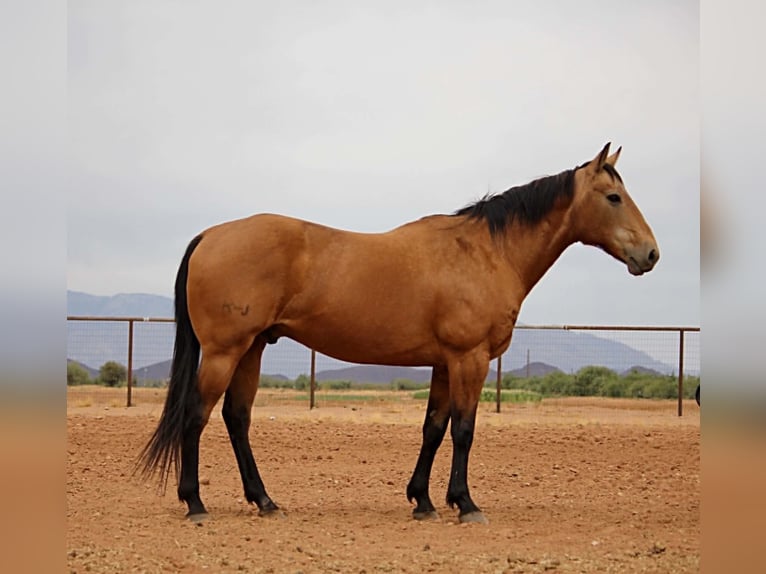 American Quarter Horse Wallach 14 Jahre 157 cm Buckskin in Marana