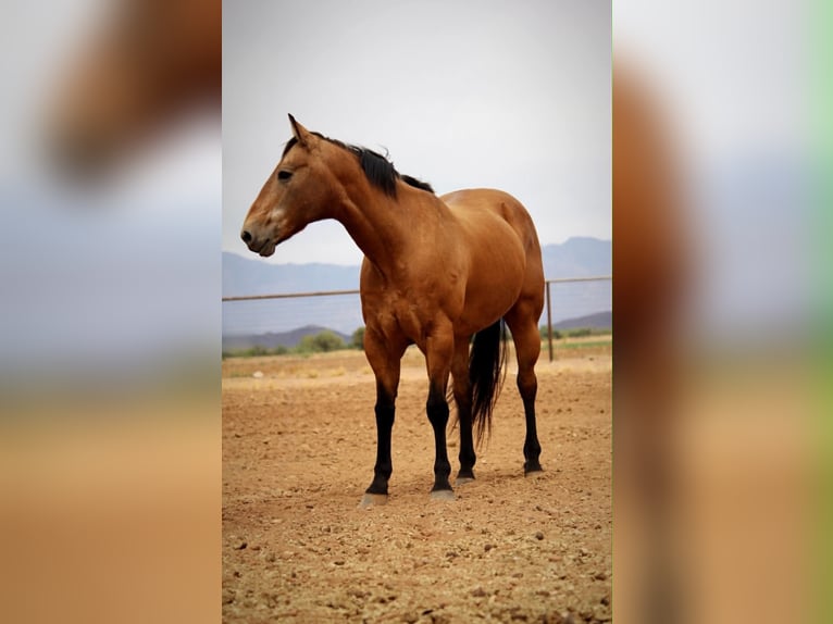 American Quarter Horse Wallach 14 Jahre 157 cm Buckskin in Marana