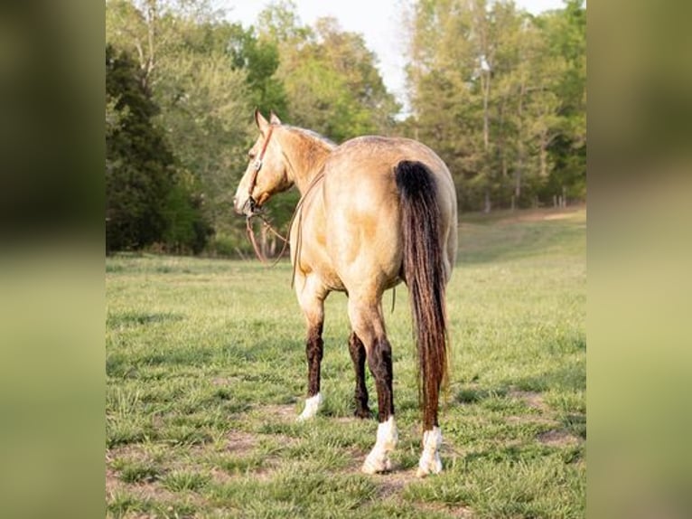 American Quarter Horse Wallach 14 Jahre 157 cm Buckskin in Greenville KY