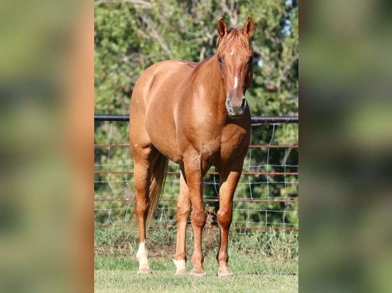 American Quarter Horse Wallach 14 Jahre 157 cm Falbe in Canton TX