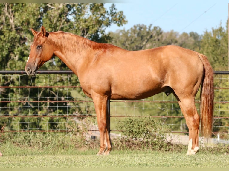American Quarter Horse Wallach 14 Jahre 157 cm Falbe in Canton TX