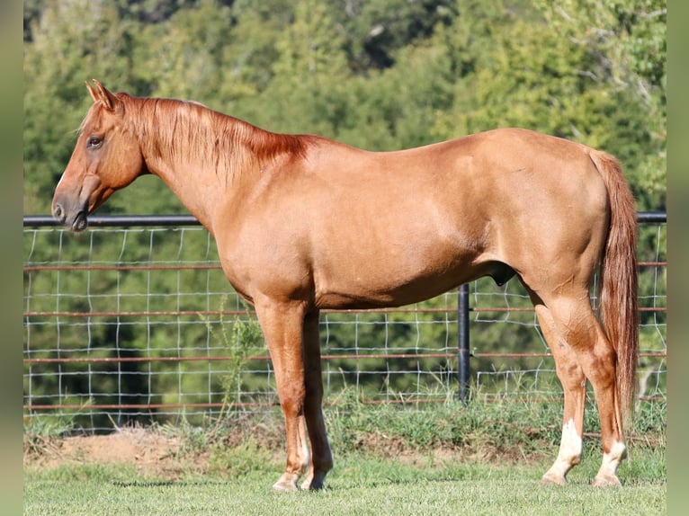 American Quarter Horse Wallach 14 Jahre 157 cm Falbe in Canton TX