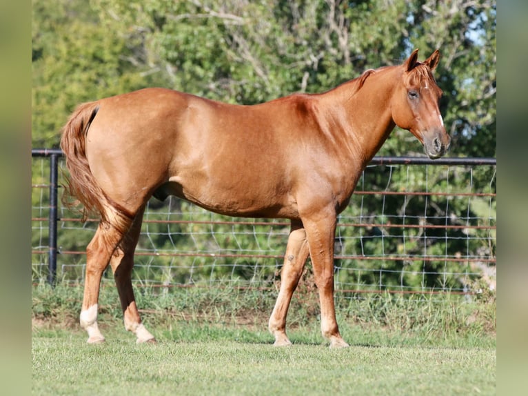 American Quarter Horse Wallach 14 Jahre 157 cm Falbe in Canton TX