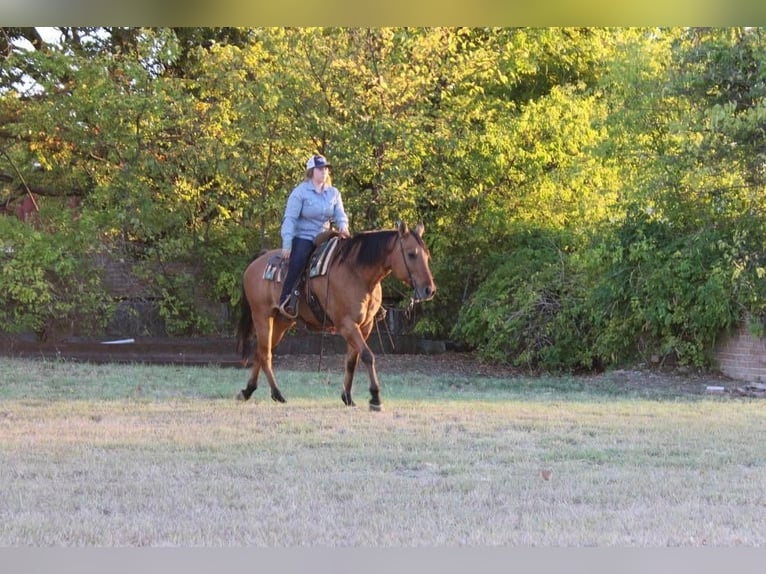 American Quarter Horse Wallach 14 Jahre 157 cm Falbe in Pilot Point, TX