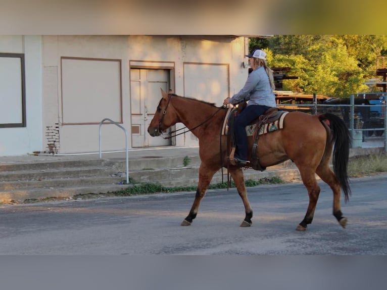 American Quarter Horse Wallach 14 Jahre 157 cm Falbe in Pilot Point, TX