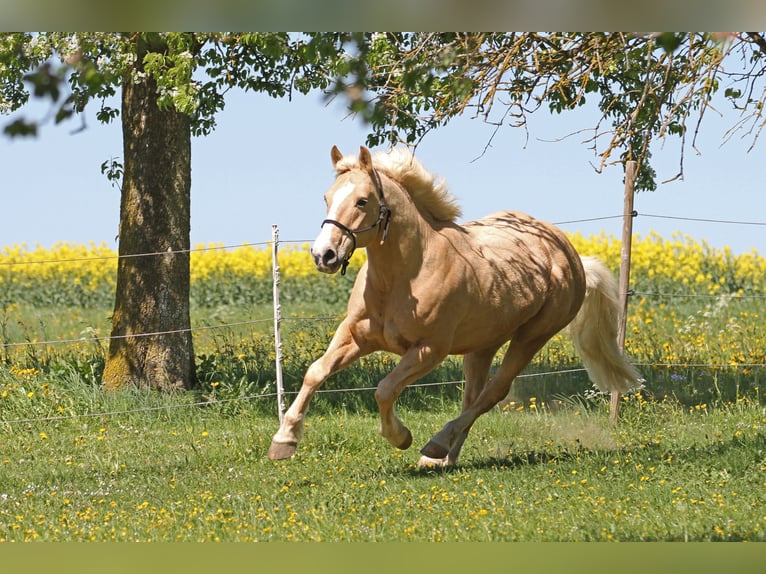 American Quarter Horse Wallach 14 Jahre 157 cm Palomino in Nellingen Oppingen