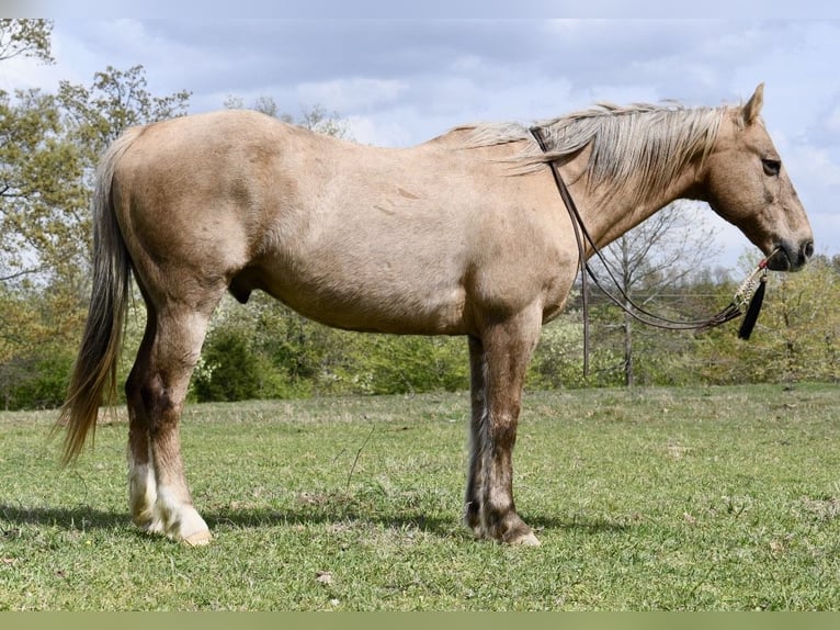 American Quarter Horse Wallach 14 Jahre 157 cm Palomino in Quitman, AR