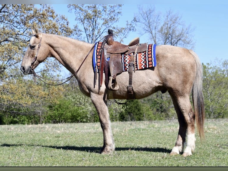American Quarter Horse Wallach 14 Jahre 157 cm Palomino in Quitman, AR