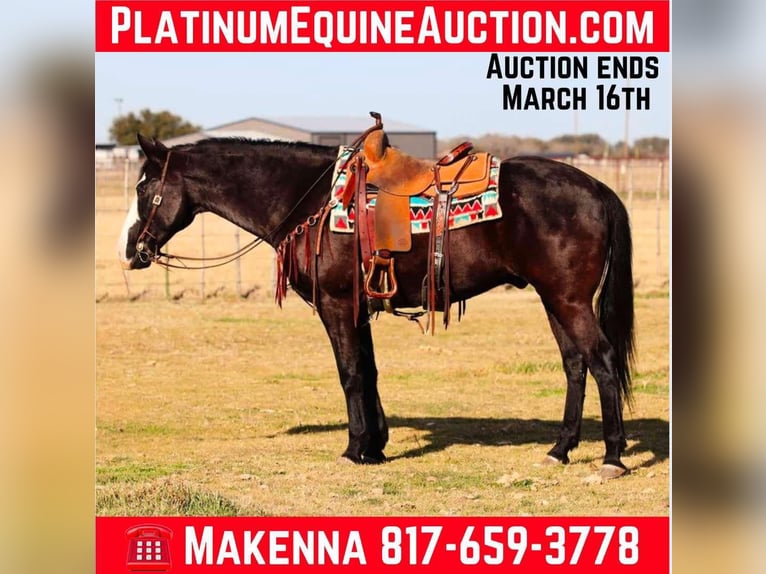 American Quarter Horse Wallach 14 Jahre 157 cm Palomino in Lipan TX