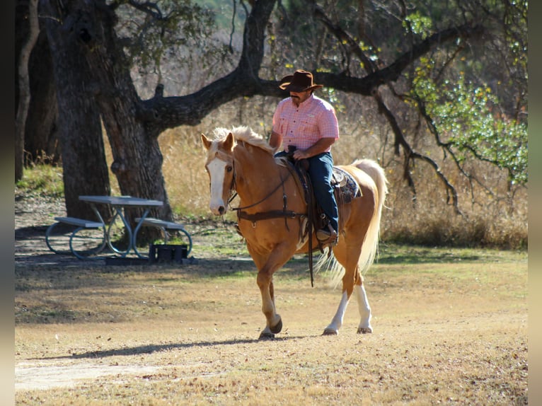 American Quarter Horse Wallach 14 Jahre 157 cm Palomino in Stephenville