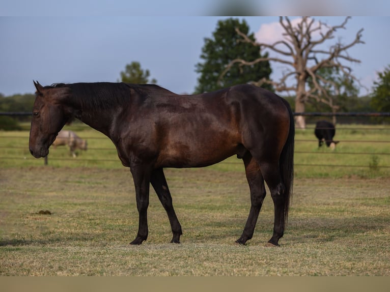 American Quarter Horse Wallach 14 Jahre 157 cm Rappe in Canton