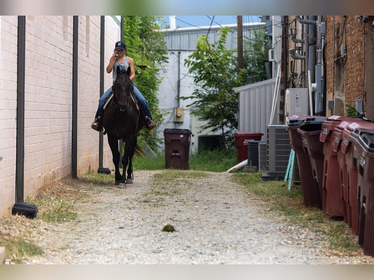 American Quarter Horse Wallach 14 Jahre 157 cm Rappe in Canton