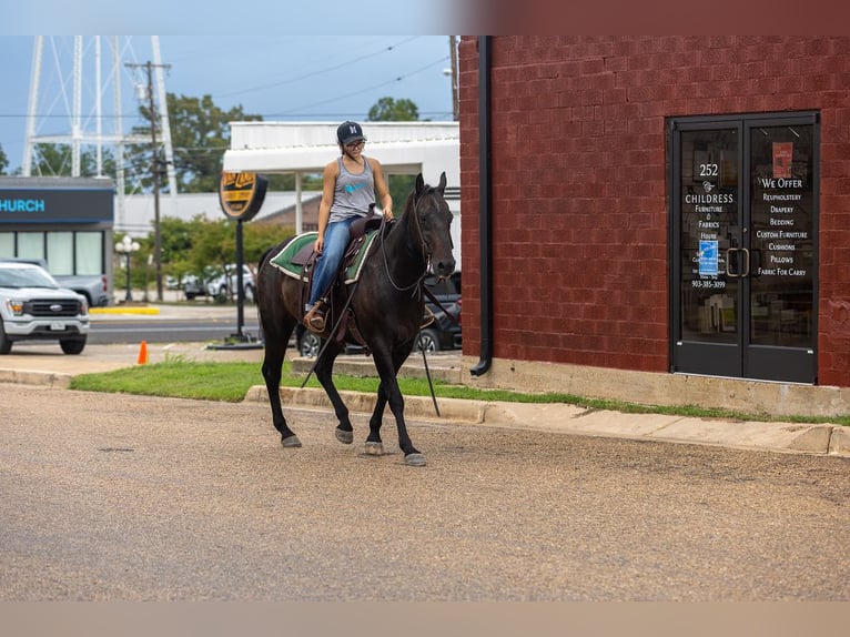American Quarter Horse Wallach 14 Jahre 157 cm Rappe in Canton