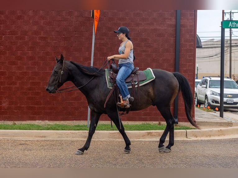 American Quarter Horse Wallach 14 Jahre 157 cm Rappe in Canton