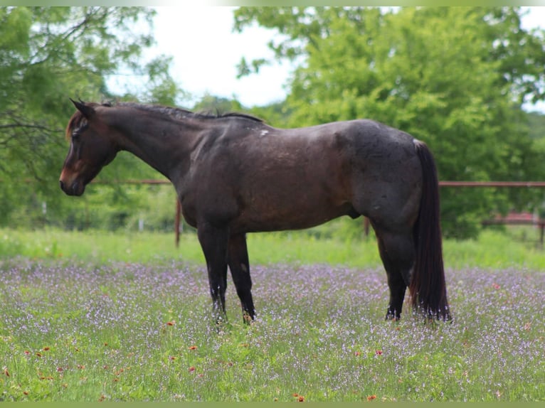 American Quarter Horse Wallach 14 Jahre 157 cm Roan-Bay in Stephenville TX