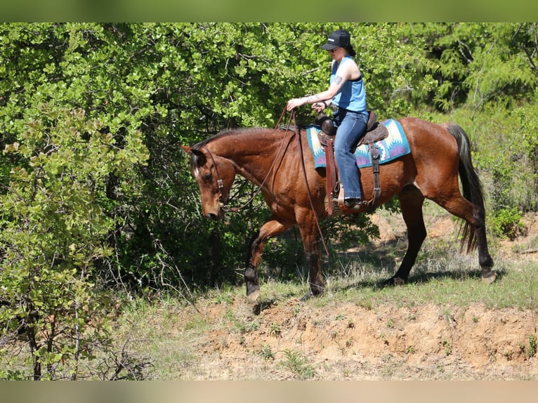 American Quarter Horse Wallach 14 Jahre 157 cm Roan-Bay in Poolville