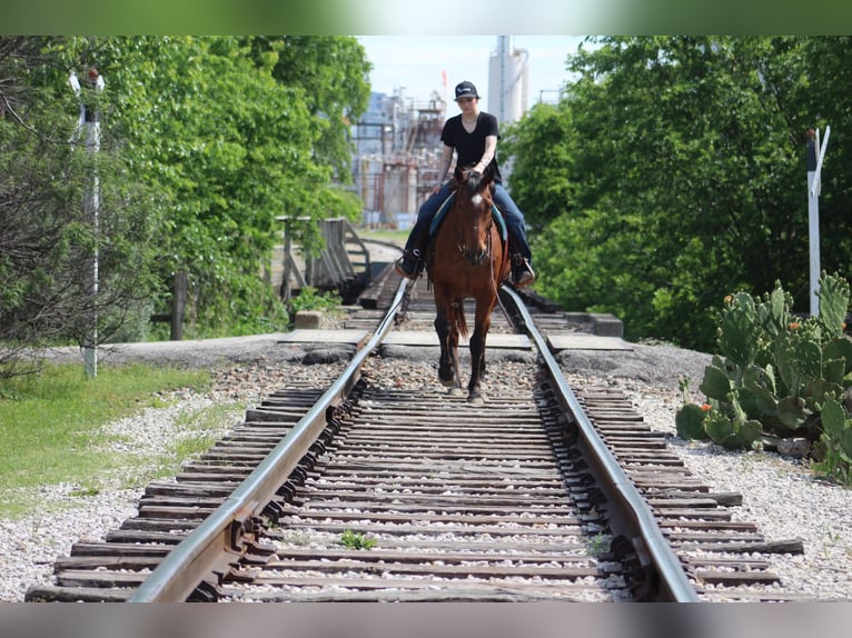American Quarter Horse Wallach 14 Jahre 157 cm Roan-Bay in Poolville