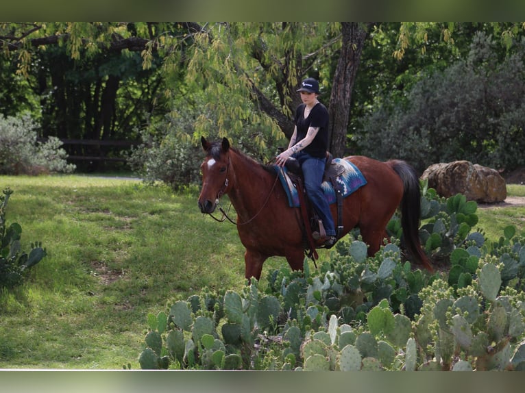 American Quarter Horse Wallach 14 Jahre 157 cm Roan-Bay in Poolville