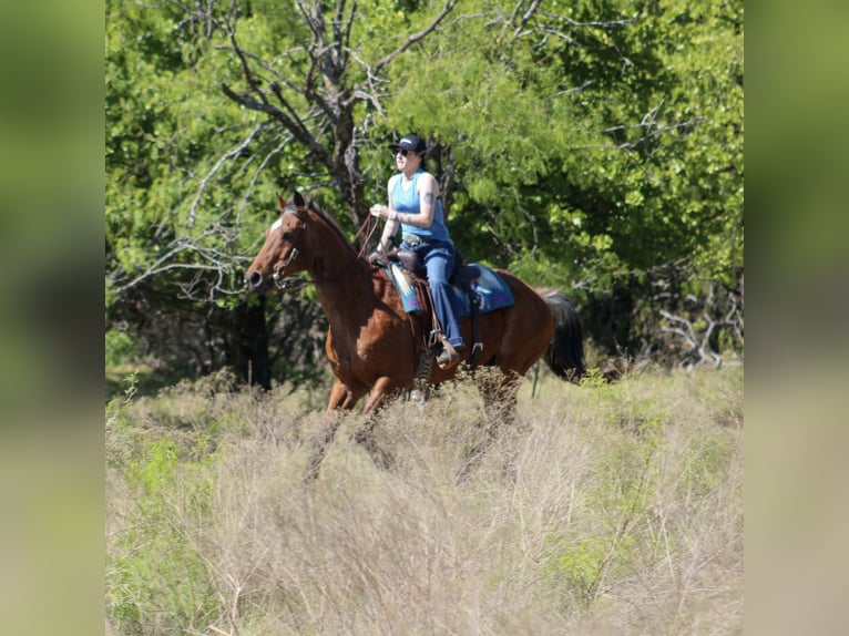 American Quarter Horse Wallach 14 Jahre 157 cm Roan-Bay in Poolville