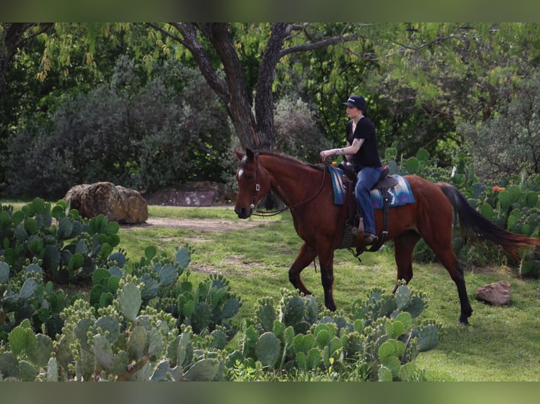 American Quarter Horse Wallach 14 Jahre 157 cm Roan-Bay in Poolville